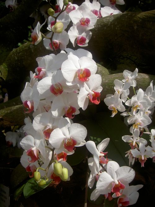 Orchidėja, Gėlė, Balta, Augalas