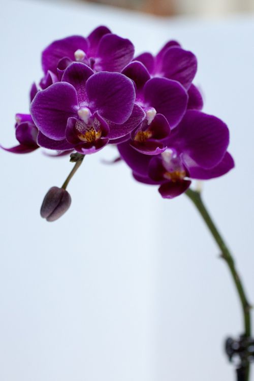 Orchidėja, Gėlė, Violetinė, Spalvingos Gėlės, Flora, Žiedlapiai, Gamta, 서양란, 보라
