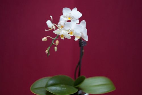 Orchidėja, Gėlė, Balta, Spalvingos Gėlės, Flora, Žiedlapiai, Gamta, 서양란, 양란, 꽃