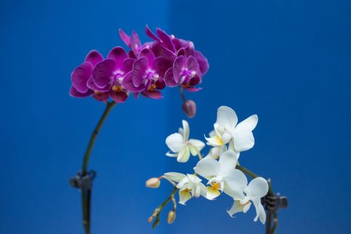 Orchidėja, Gėlė, Violetinė, Balta, Spalvingos Gėlės, Žiedlapiai