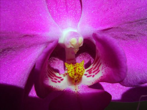 Orchidėja, Phalaenopsis, Mielas, Besišypsantis Veidas