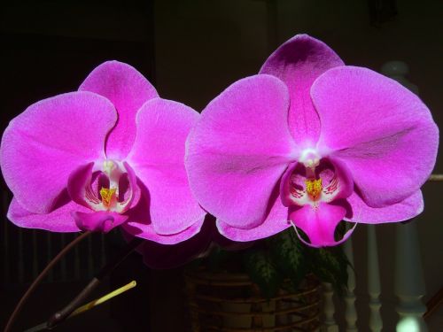 Orchidėja, Phalaenopsis, Meilė, Draugystė, Įsimylėti, Vaikystės Mylėtės
