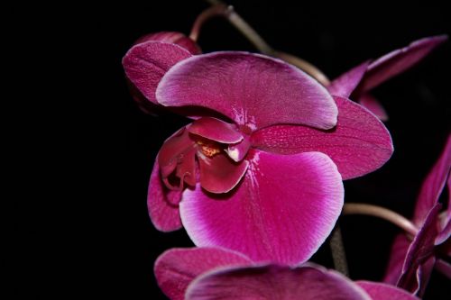 Orchidėja, Gėlė, Augalas