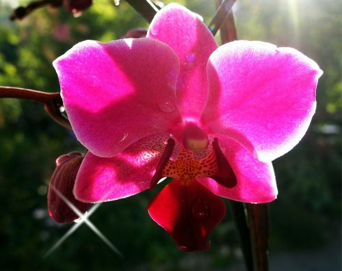 Orchidėja, Dekoratyvinis Augalas, Žiedas, Žydėti, Flora, Violetinė, Gamta