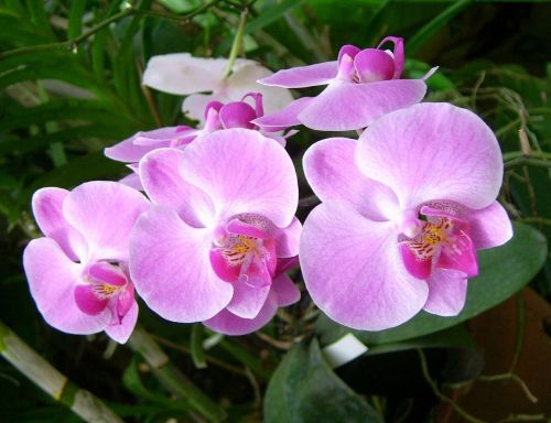 Orchidėja, Gėlė, Augalas, Gamta, Gražus, Gėlių, Rožinis, Atogrąžų, Flora