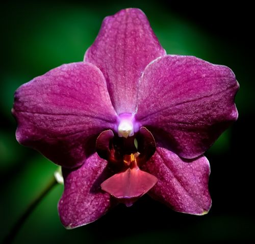 Orchidėja, Gėlė, Violetinė, Gėlių, Gražus, Gamta, Augalas, Natūralus, Grožis, Žiedlapis, Botanika, Rožinis, Iš Arti, Flora