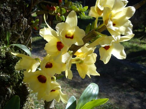 Orchidėja, Gėlė, Geltona, Gėlės, Sodas, Orquidea