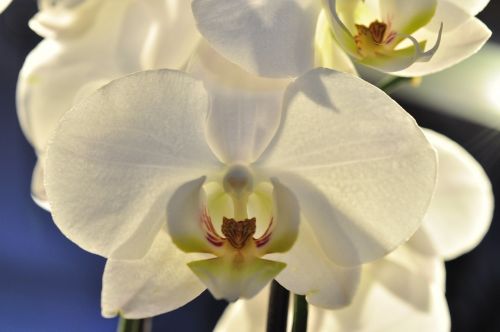 Orchidėja, Balta, Gėlė, Žiedas, Žydėti