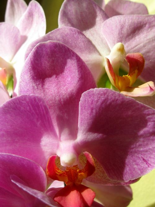 Orchidėja, Rožinis, Iš Arti, Žydėjimas, Padidinti