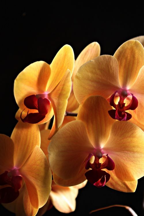 Orchidėja, Gėlės, Augalas, Uždaryti, Flora, Žiedynas, Gėlė, Geltona