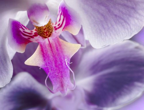 Orchidėja, Gėlė, Violetinė, Iš Arti, Makro