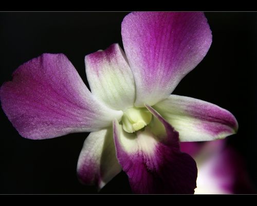 Orchidėja, Gėlė, Violetinė