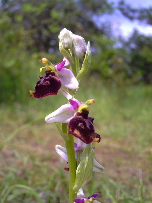 Orchidėja, Bičių Orchidėja, Turingijos Federalinė Žemė, Gėlė, Laukiniai, Flora