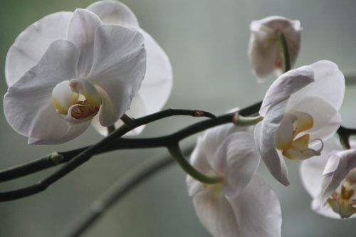 Orchidėja, Phalaenopsis, Žiedas, Žydėti, Gėlė, Žydėti, Augalas, Balta