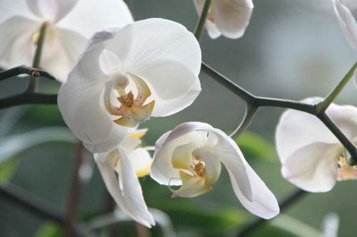 Orchidėja, Gėlė, Žiedas, Žydėti, Balta, Augalas