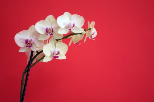 Orchidėja, Gėlė, Augalas, Balta, Filialas, Gamta, Grynumas, Raudona