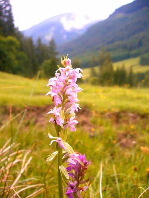 Orchidėja, Alpių, Žygis, Gamta, Kalnų Žygiai, Flora
