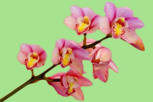 Orchidėja, Gėlė, Rožinis, Gamta, Žydėti, Žalias