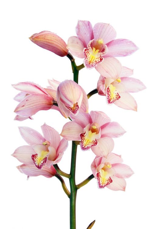 Orchidėja, Gėlės, Augalas, Rožinis, Žydėti, Balta