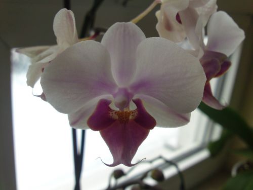 Orchidėja, Augalas, Gėlės