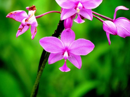 Orchidėja, Gėlė, Gamta, Flora, Augalas, Makro, Žydėjimas, Fuksija, Grožis
