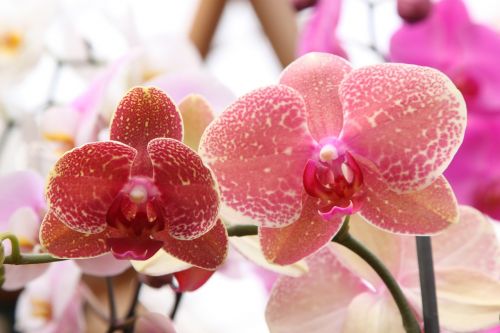 Orchidėja, Phalaenopsis, Rosa, Žalias, Gėlė, Augalas, Filialas, Raudona, Gamta, Spalvinga