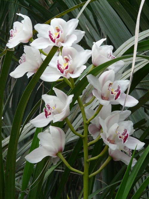 Orchidėja, Balta, Gėlė, Žiedas, Žydėti, Augalas, Atogrąžų, Egzotiškas