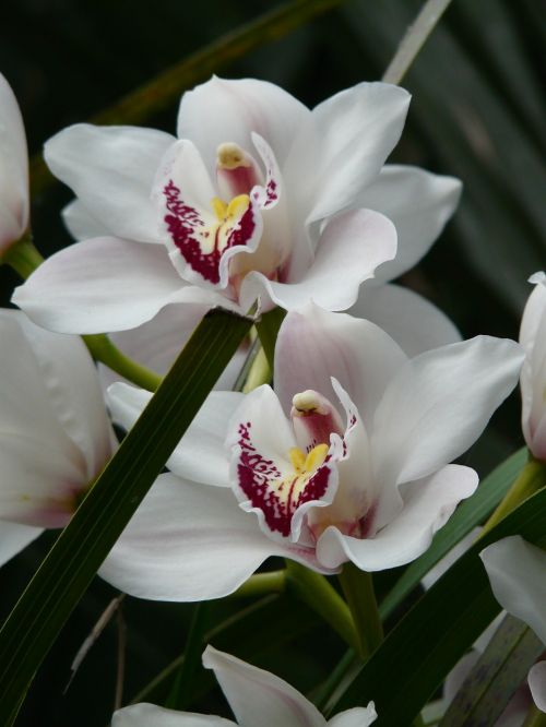 Orchidėja, Balta, Gėlė, Žiedas, Žydėti, Augalas, Atogrąžų, Egzotiškas