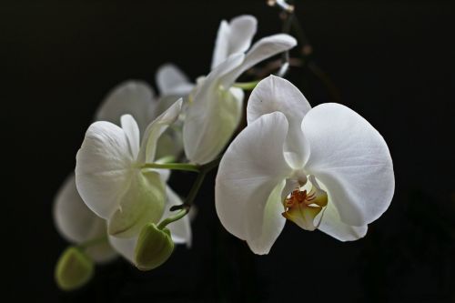 Orchidėja, Balta, Gėlė, Orchidaceae, Kambarinis Augalas, Gražus, Lapai, Augalas, Žiedas, Žydėti, Makro, Švelnus, Žalias, Orchidė