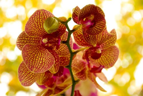 Orchidėja, Gėlė, Žydėjimas