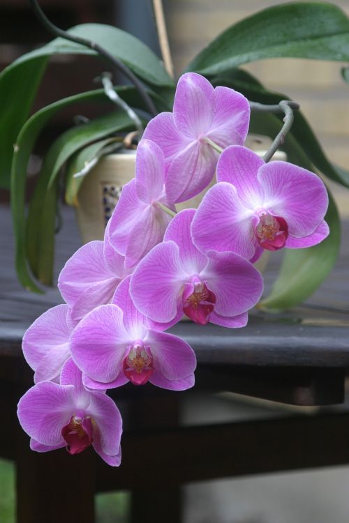 Orchidėja, Rožinis, Pasodintas Augalas, Gėlė, Violetinė, Gamta, Augalas, Orchidėjos