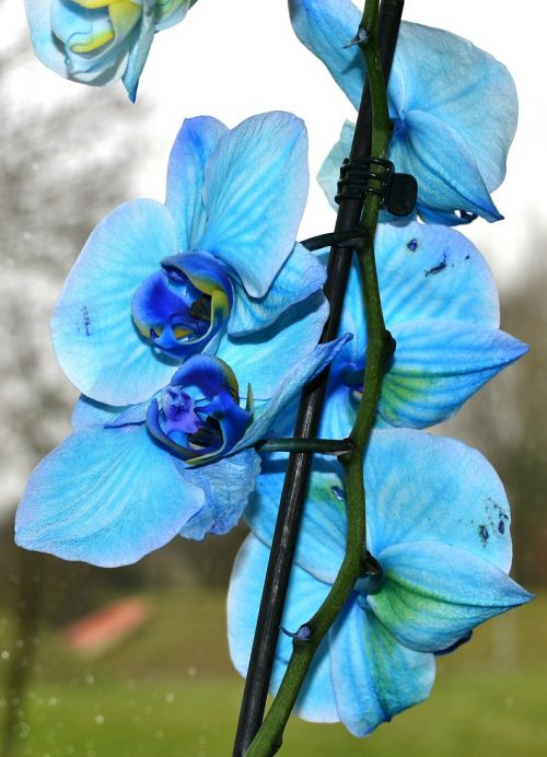 Orchidėja, Gėlė, Mėlyna Orchidėja, Mėlynas, Gamta