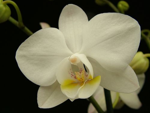 Orchidėja, Phalaenopsis, Balta, Gėlė, Žiedlapis, Atogrąžų, Žiedas, Gamta, Žydėti, Augalas, Flora, Egzotiškas, Botanika, Elegantiškas, Botanikos