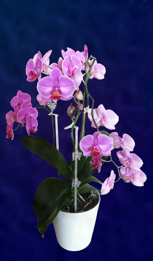 Orchidėja, Gėlė, Augalas, Violetinė, Grožis, Žiedas, Žydėti, Gelės Vazonas, Spalva
