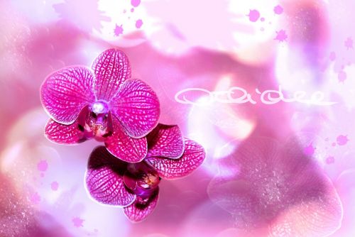 Orchidėja, Gėlė, Žiedas, Žydėti, Augalų Bokeh, Violetinė