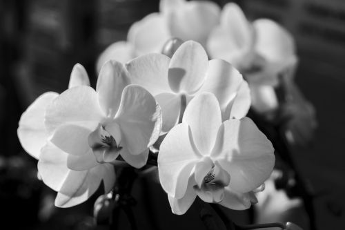 Orchidėja, Phalaenopsis, Balta, Phalaenopsis Orchidėja, Drugelis Orchidėja, Žiedas, Žydėti, Karalienė Gėlių, Gėlė, Augalas, Žydėti, Juoda Ir Balta, Juoda