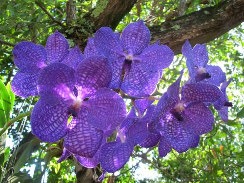 Orchidėja, Gėlė, Augalai, Puerto Plata, Mėlyna Orchidėja, Gamta, Žydėjimas
