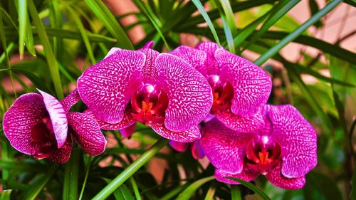 Orchidėja, Gėlė, Pavasaris