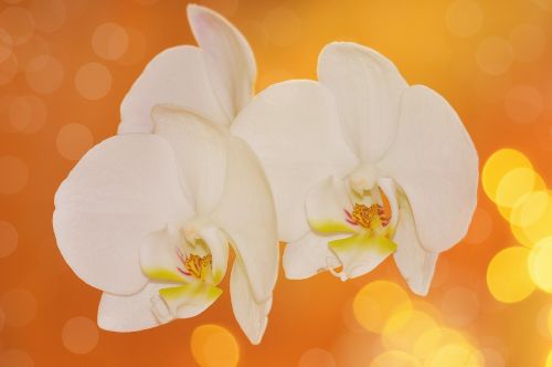 Orchidėja, Gėlės, Gėlė, Augalas, Balta, Bokeh