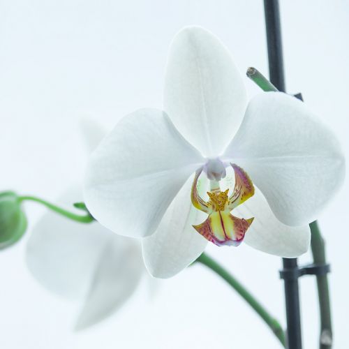 Orchidėja, Balta, Gėlė, Phalaenopsis