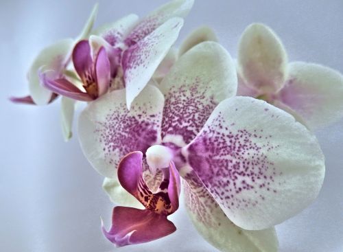 Orchidėja, Miniatiūrinė, Rožinis, Balta, Gėlė