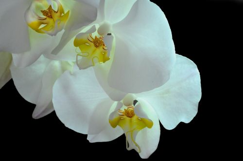 Orchidėja, Phanelopsis, Gėlė, Balta, Širdis, Flora