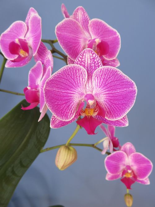 Orchidėja, Phalaenopsis, Drugys, Žiedas, Atogrąžų, Violetinė, Rožinis, Egzotiškas