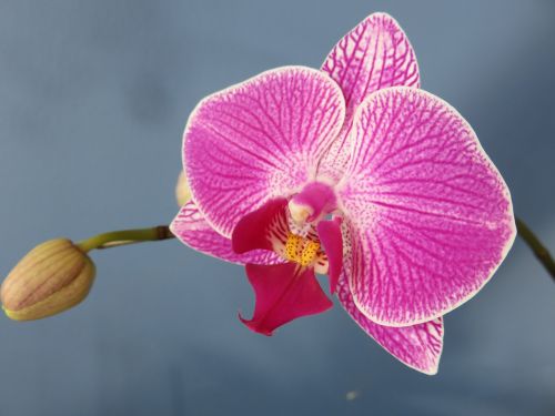 Orchidėja, Phalaenopsis, Drugys, Žiedas, Žydėti, Gėlė, Violetinė, Rožinis