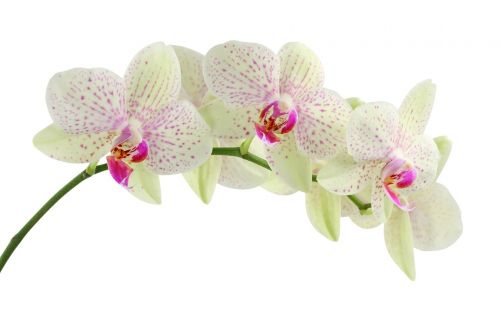 Orchidėja, Balta, Gėlės