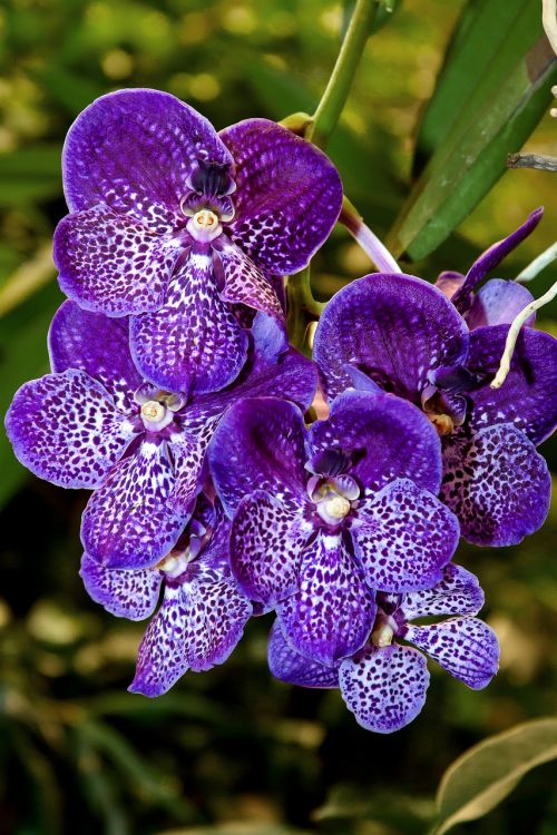Orchidėja, Vanda, Egzotiškas, Spalva, Gėlė, Augalas, Atogrąžų, Stiprus, Žiedas, Žydėti, Mėlynas, Violetinė
