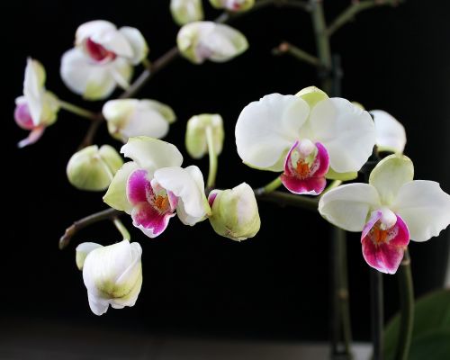 Orchidėja, Kambarinis Augalas, Augalas, Gėlė, Gražus, Gėlės, Pasodintas Augalas