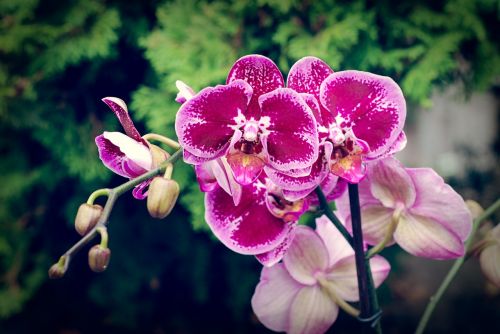 Orchidėja, Gėlė, Žiedas, Egzotiškas, Violetinė
