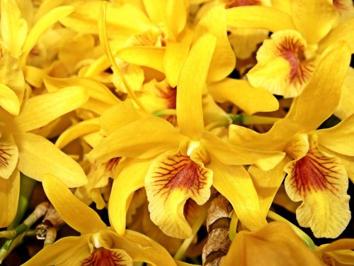 Orchidėja, Gėlė, Sodas, Pavasaris