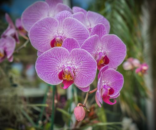 Orchidėja, Gėlė, Violetinė, Dryžuotas, Žiedas, Iš Arti, Botanika, Flora, Vasara, Egzotiškas